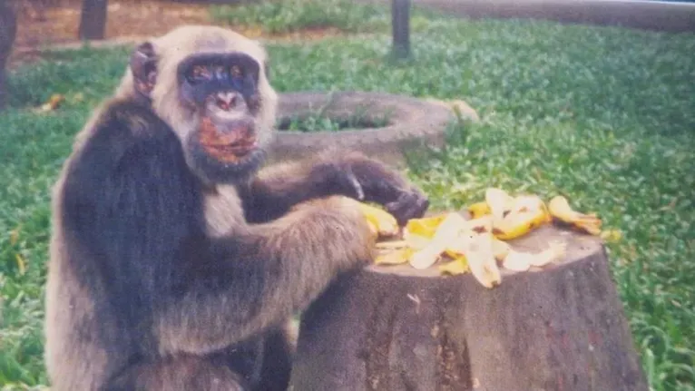 Ioiô, Cacareco e Tião: os animais candidatos no Brasil