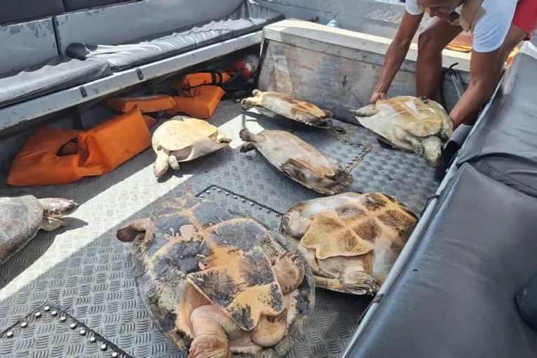 Foram encontradas 14 tartarugas-da-amazônia, com irregularidade na origem e no transporte