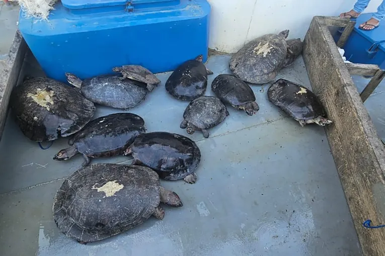 Várias tartarugas foram encontradas durante a apreensão.