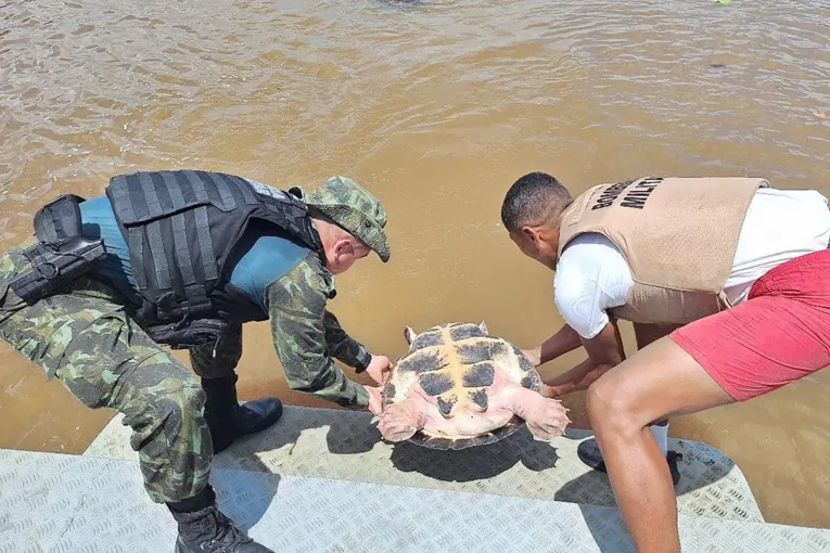 Marajó: drogas, armas e tartarugas são apreendidas em balsa