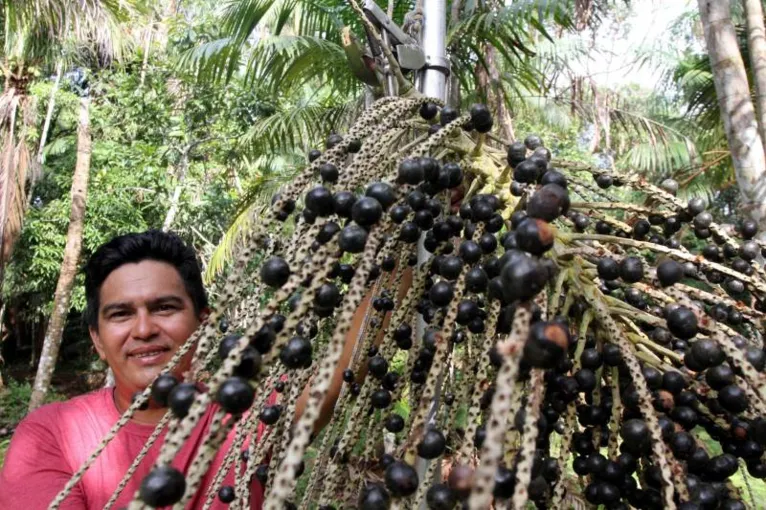 o reaproveitamento dos caroços de açaí como biocarbono, uma forma eficiente de sequestrar carbono e reduzir emissões de gases de efeito estufa, está atraindo a atenção de investidores.