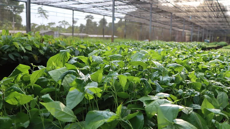 Viveiro de plantas da Vale, dedicado ao reflorestamento e à recuperação de áreas degradadas na Floresta Nacional de Carajás, onde são cultivadas mudas nativas da Amazônia para projetos de restauração ambiental.