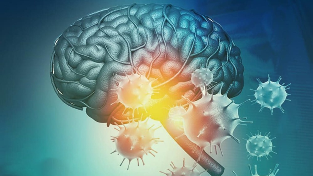 O tronco cerebral fica entre o cérebro e a medula espinhal e está envolvido em funções como o controle da pressão arterial, a deglutição, a respiração e os batimentos cardíacos.