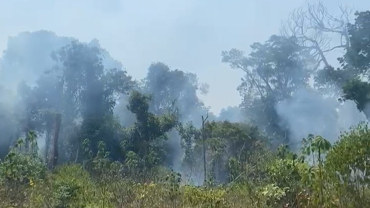 O fogo já consumiu boa parte da flora e fauna da reserva chegando a árvores como Castanheiras e outras