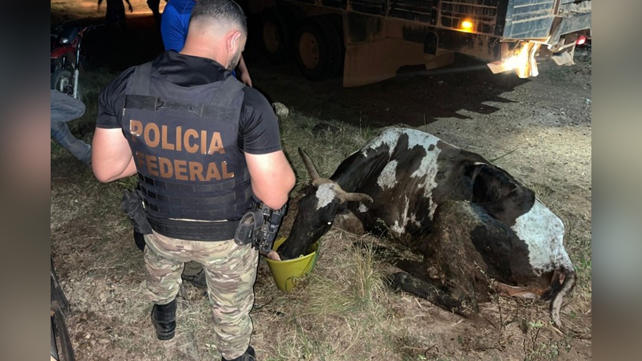 As ações de retirada dos animais têm enfrentado retaliações por parte de invasores da terra indígena