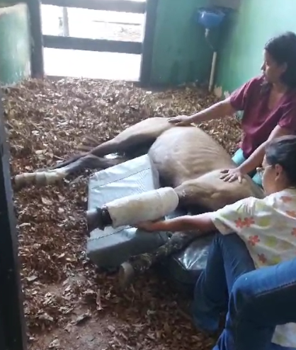 O animal (equino) vítima de acidente recente na estrada da CEASA.