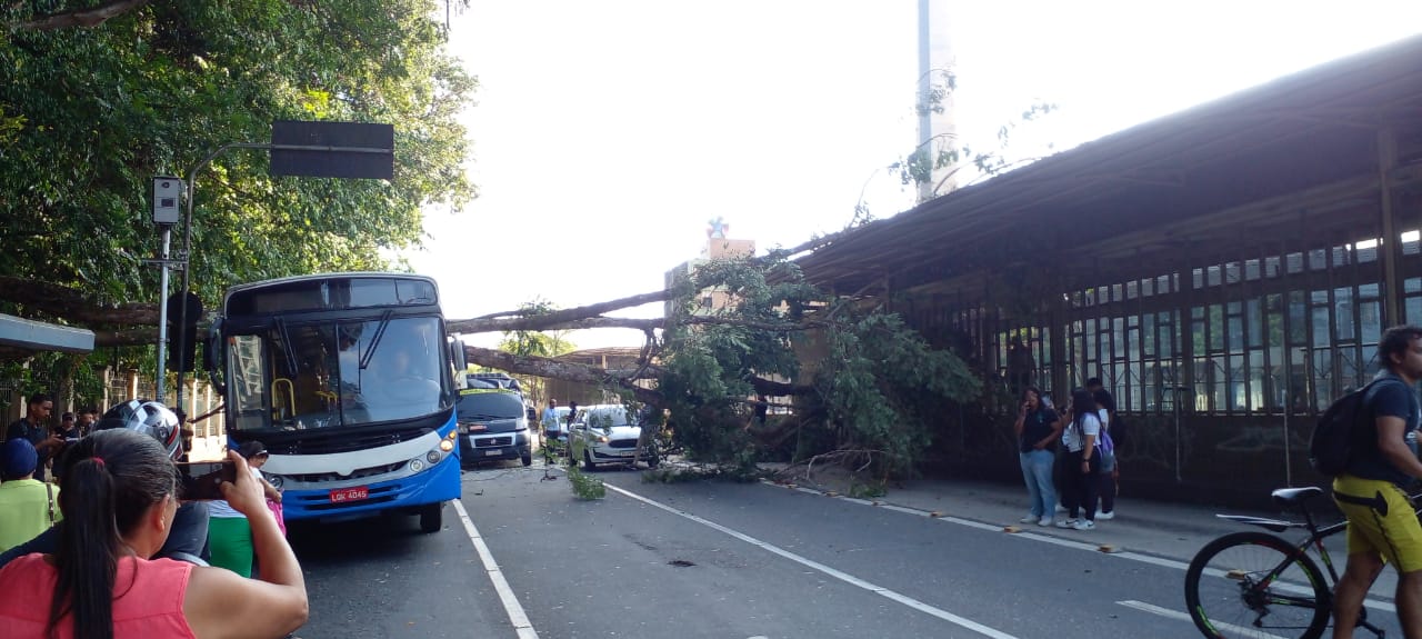 Árvore cai e atinge ônibus e carro na Almirante Barroso