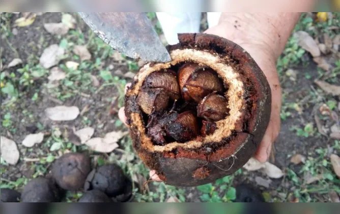 Pertencimento e identidade: historiadora defende o nome "castanha-do-pará" 