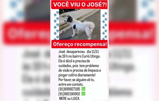 Anúncio compartilhado com pedido de ajuda nas buscas pelo cão desaparecido.