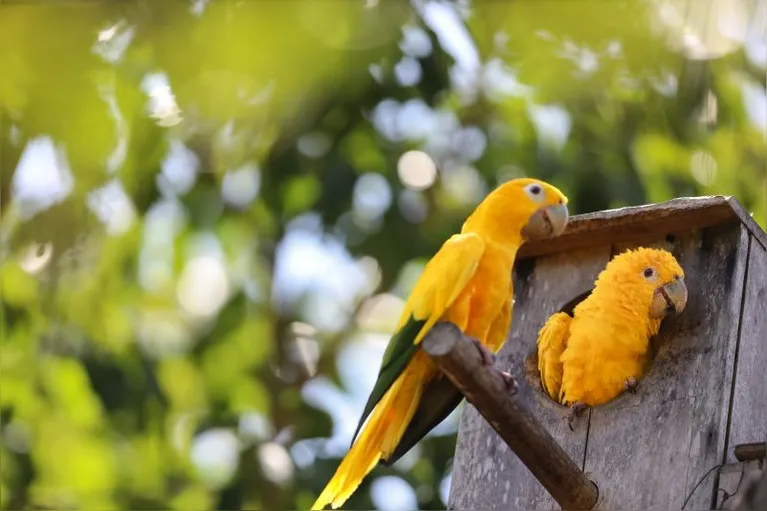 Ararajubas representam a esperança do projeto