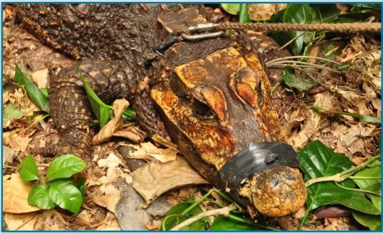 Viver nas cavernas transformou os crocodilos mais velhos em uma tonalidade laranja