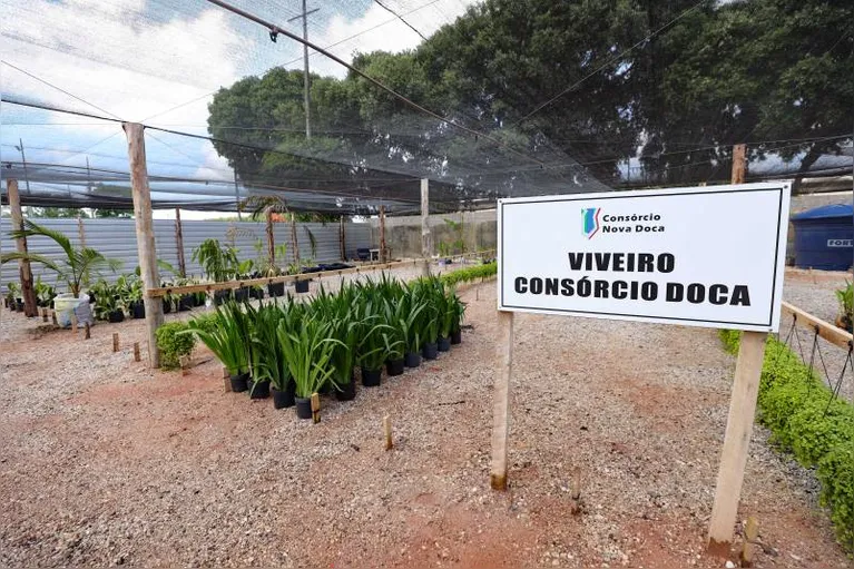 Árvores são transplantadas para áreas de obras em Belém