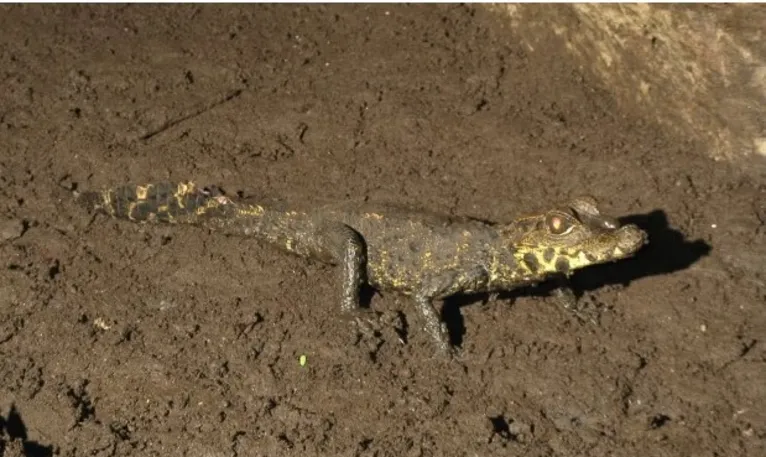 Um crocodilo-anão africano juvenil no chão da caverna. Pesquisadores descobriram que eles vivem quase que inteiramente de grilos e morcegos.