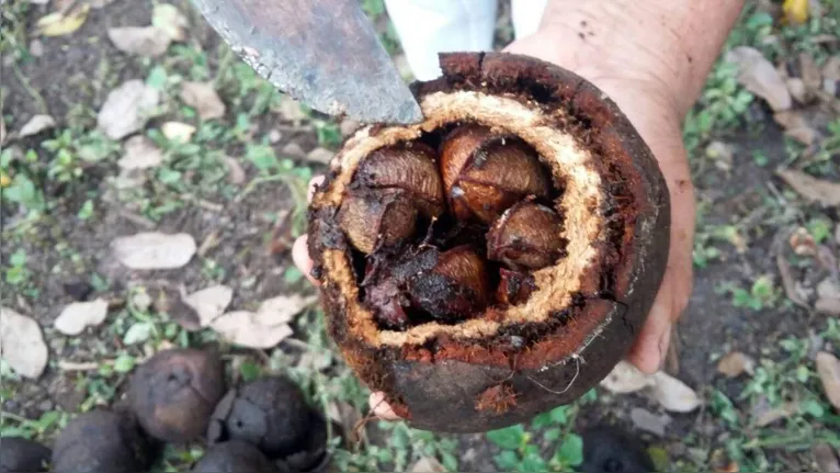 Pertencimento e identidade: historiadora defende o nome "castanha-do-pará" 