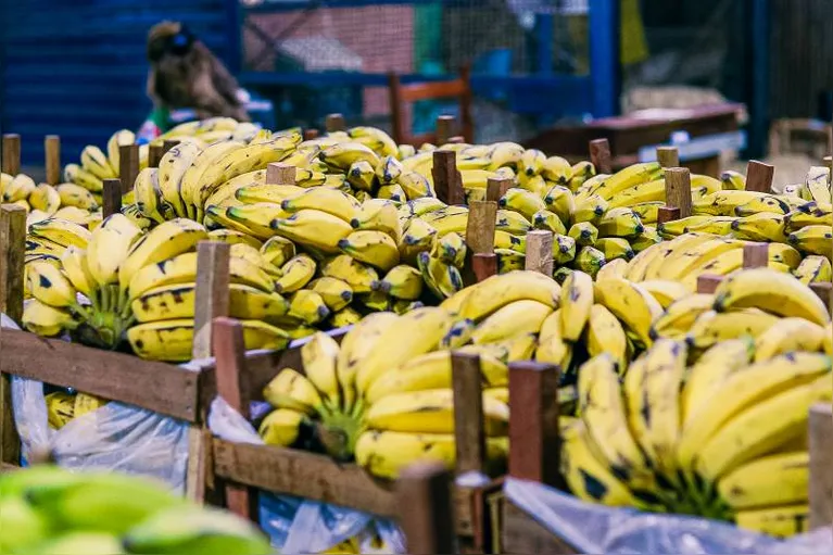 Hortifrutis frescos recém-chegados para a comercialização