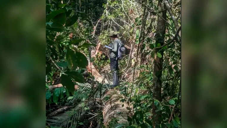 A pesquisadora Gisele Biem sob o tronco de uma árvore gigante na Reserva Florestal Adolfo Ducke, na Floresta Amazônica