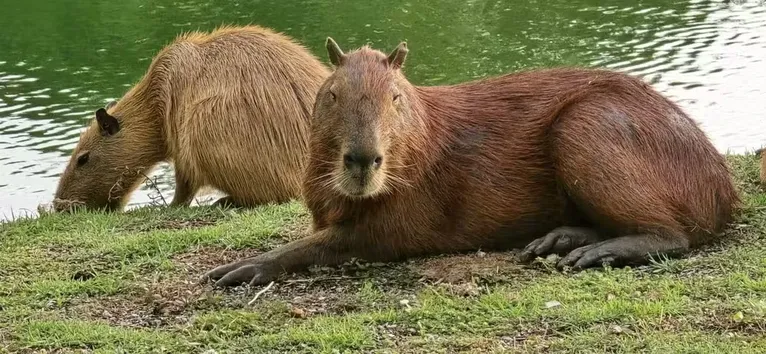 Capivara loura e outra normal no Pantanal, em Poconé (MT)