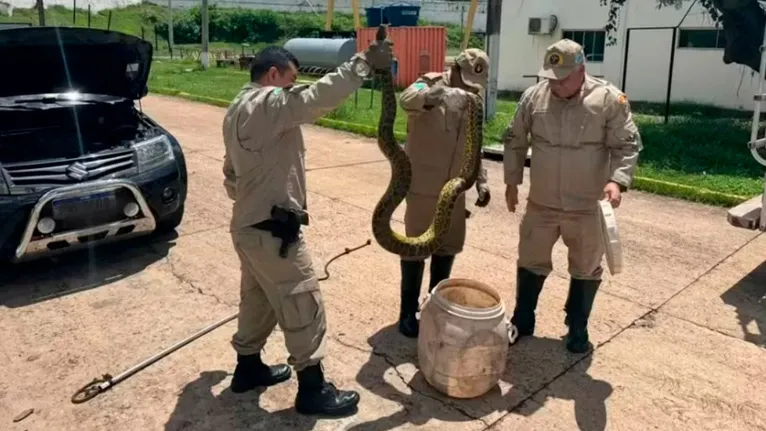 Após a captura, os agentes soltaram a sucuri nas águas do rio Paraguai, ali perto.