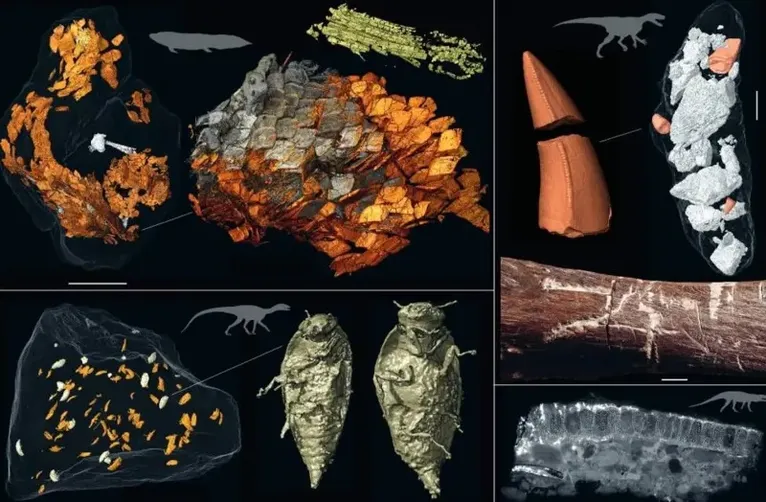 Bromalitos e seus produtores: peixe Ptychoceratodus; Smok, semelhante a um terópode (bromalitos contendo ossos mastigados e dentes triturados do próprio Smok); Polonosuchus (regurgitalitos contendo crânio de um anfíbio); e o Silesaurus, ancestral do dinossauro que comia pequenos insetos