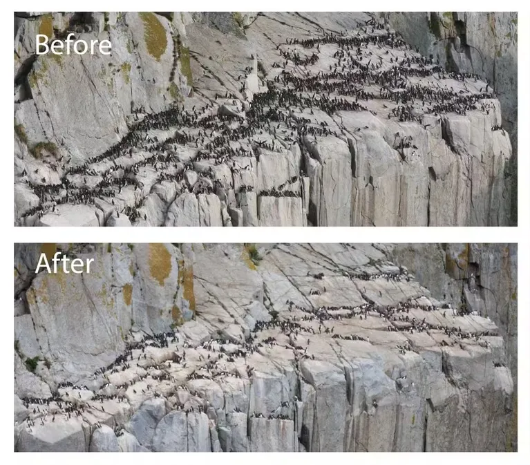 Comparação do antes (acima) e depois (abaixo) da onda de calor no Pacífico. As fotos foram tiradas em 2014 e em 2021, respectivamente