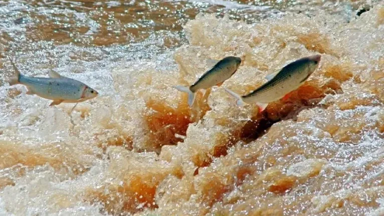 A Piracema é o período de reprodução dos peixes, que impede a pesca na bacia do rio Araguaia.