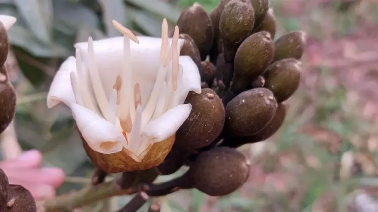 A castanospermina, descoberta na década de 1990, atua na contenção da reprodução viral, desta forma, inibindo a entrada do vírus nas células hospedeiras e consequentemente, interfirindo na replicação do RNA viral.