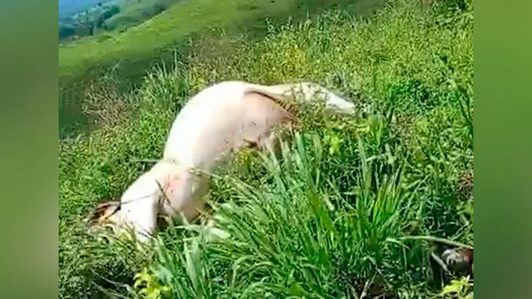 A fiação elétrica de alta tensão caiu em cima do animal que tirou a vida instataneamente