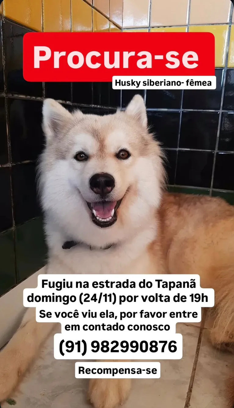 O dono oferece recompensa para quem encontrar o animal.