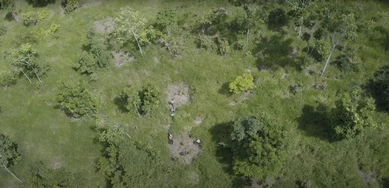 Hidrelétrica restaura 2,4 mil hectares de floresta amazônica, o que equivale a 3 mil campos de futebol iguais ao do Maracanã.