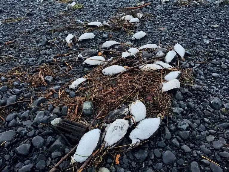 Carcaças de araus-comuns no golfo do Alasca em 2016