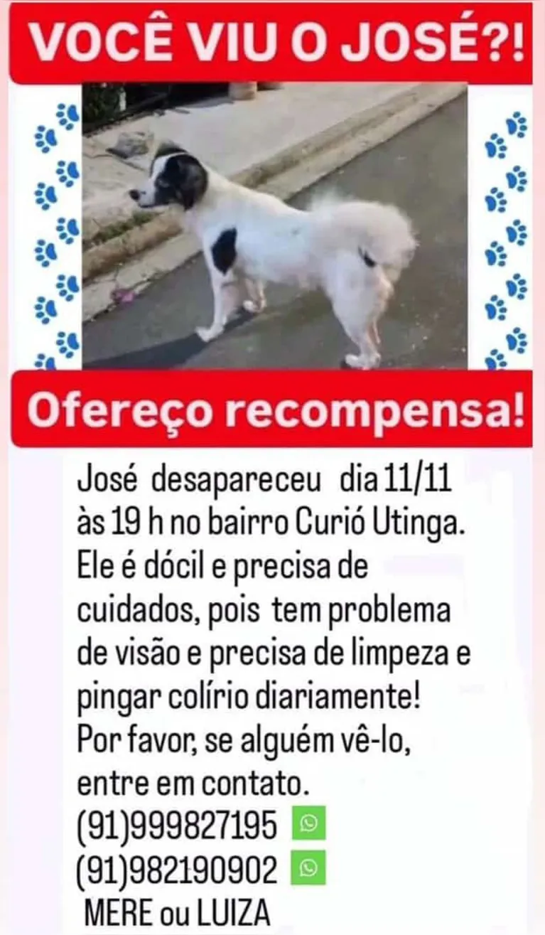 Anúncio compartilhado com pedido de ajuda nas buscas pelo cão desaparecido.