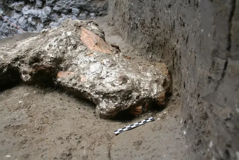 A evidência de um cabresto e rédea de couro decorada com ornamentos de metal foi encontrada ao redor da cabeça do cavalo.