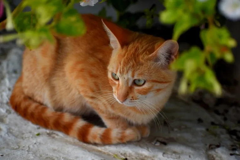 Gatos machos por possuírem apenas um cromossomo X, apresentam uma única tonalidade