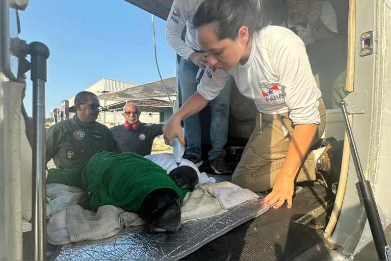 Agentes do Graesp e da Semas estiveram no local do pouso do avião que trouxe os dois filhotes de peixe-boi para Belém