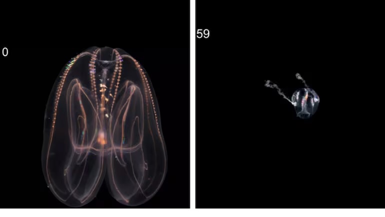 A imagem mostra o organismo regredindo de uma forma madura para um estágio larval ao longo de 59 dias