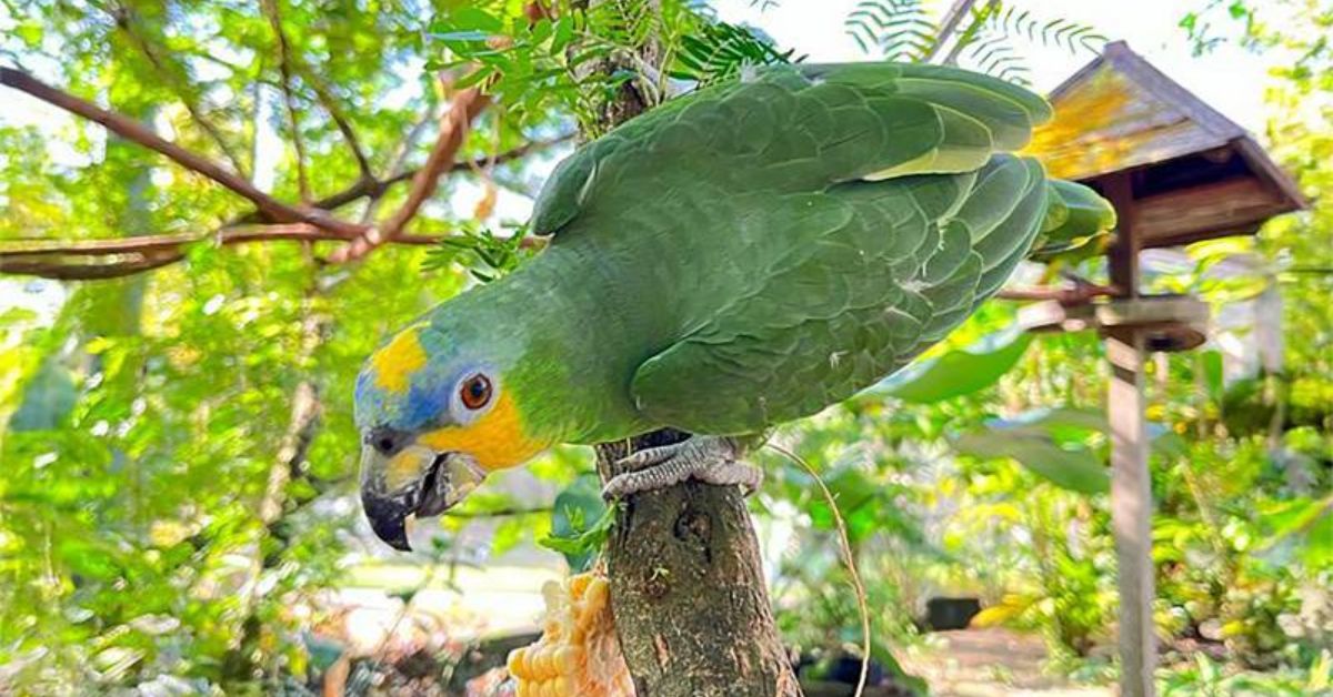 O domingo começará com o Momento Ecozoo, uma dinâmica voltada para o aprendizado sobre a fauna do Mangal.