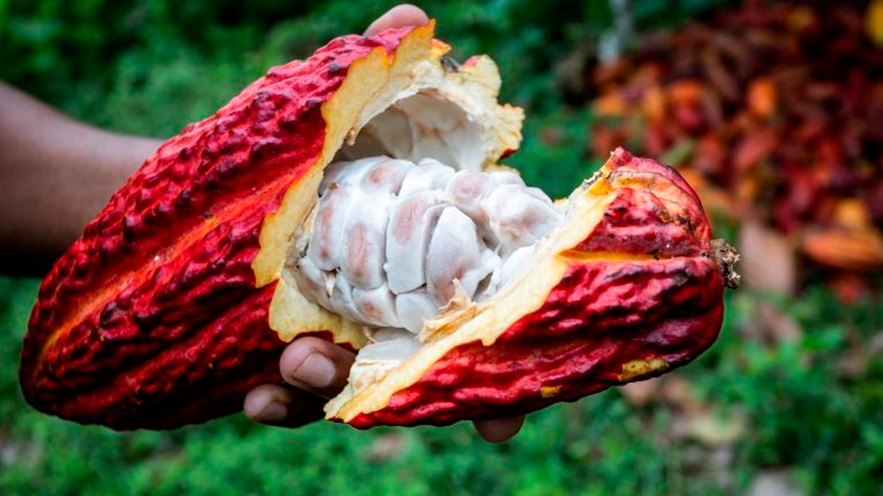 A produtividade por hectare é um ponto forte do Pará. Enquanto a Bahia utiliza 425 mil hectares para a cultura, o Pará consegue resultados expressivos com 162 mil hectares.