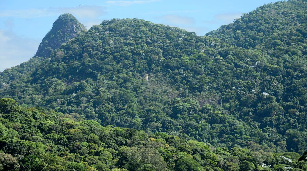 A luta pela manutenção desse bioma continua, e a conscientização e ação das autoridades e da população são de suma importância.