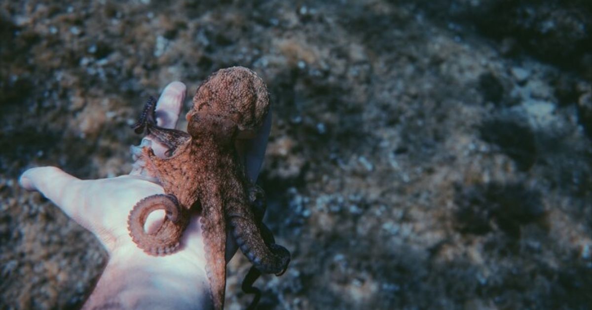 O animal que dominaria o mundo se os humanos não existissem