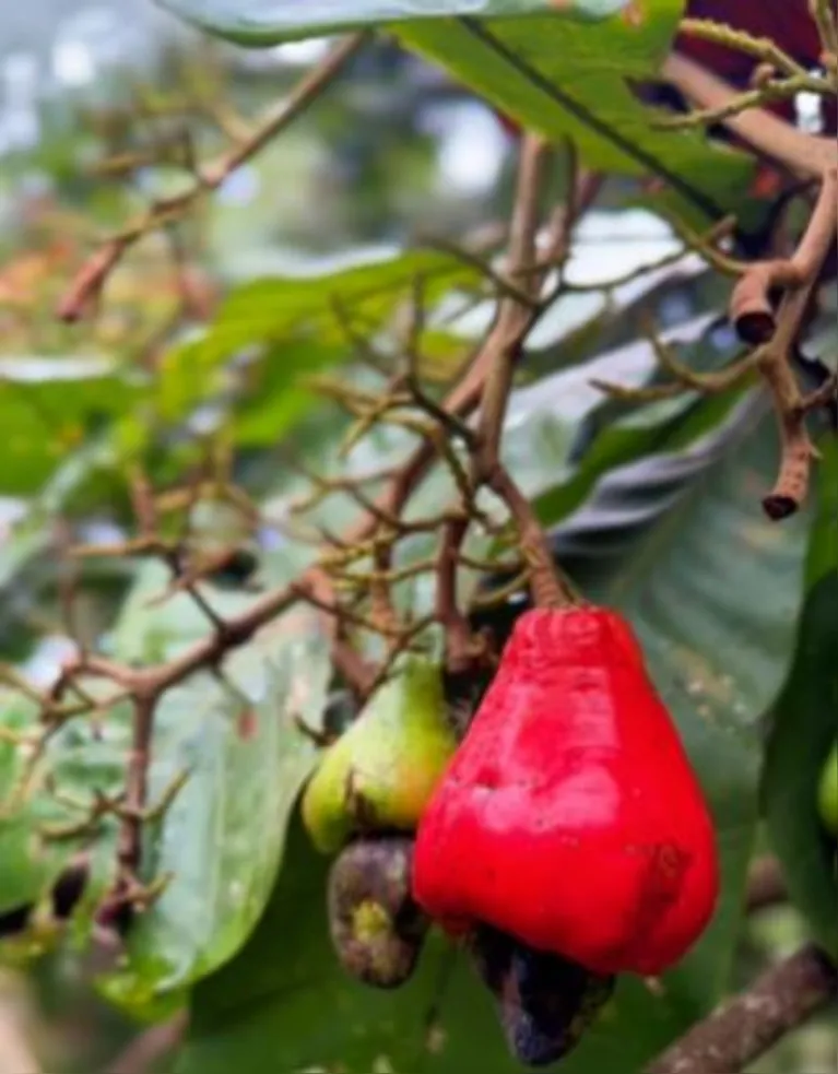 Diferente do caju tradicional, o cajuaçu é menor, mais avermelhado e mais doce