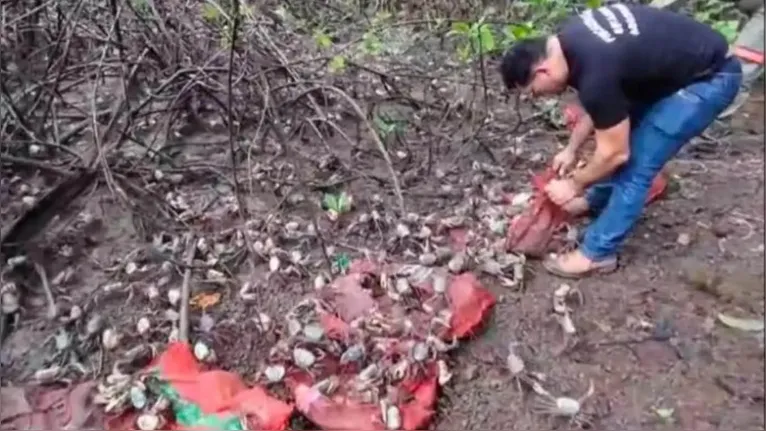 Caranguejos foram soltos em mangue, em São João da Ponta