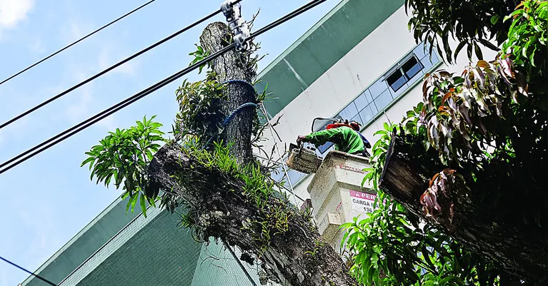 No plano, mais de 300 árvores já foram mapeadas em Belém.