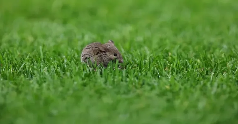 Rato aparece dentro de campo em jogo do Manchester United