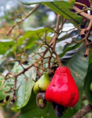 Diferente do caju tradicional, o cajuaçu é menor, mais avermelhado e mais doce