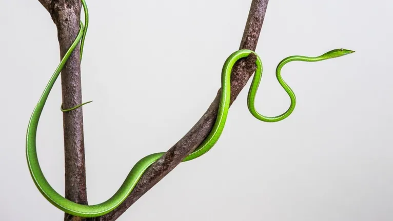 A cobra cipó se alimenta principalmente de pequenos répteis, anfíbios e aves.