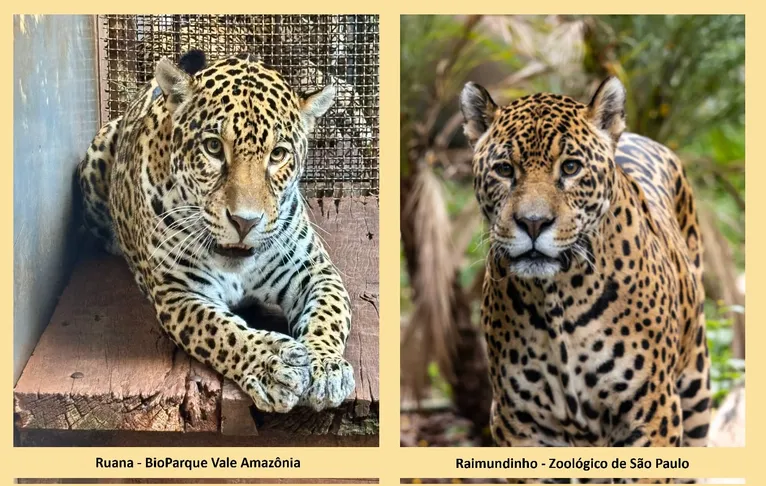 Antes de conhecer seu futuro possível companheiro – o macho Raimundinho que vive no Zoológico de São Paulo, também em São Paulo – Ruana passará por um período de quarentena e adaptação.