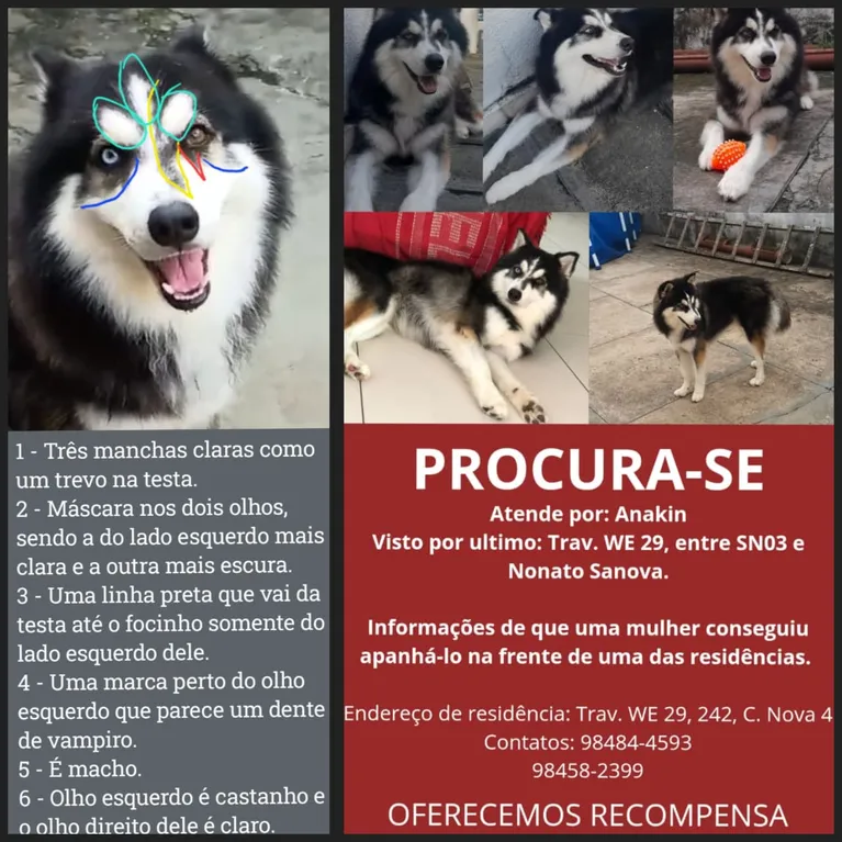 Tutor procura por cachorro perdido na Cidade Nova