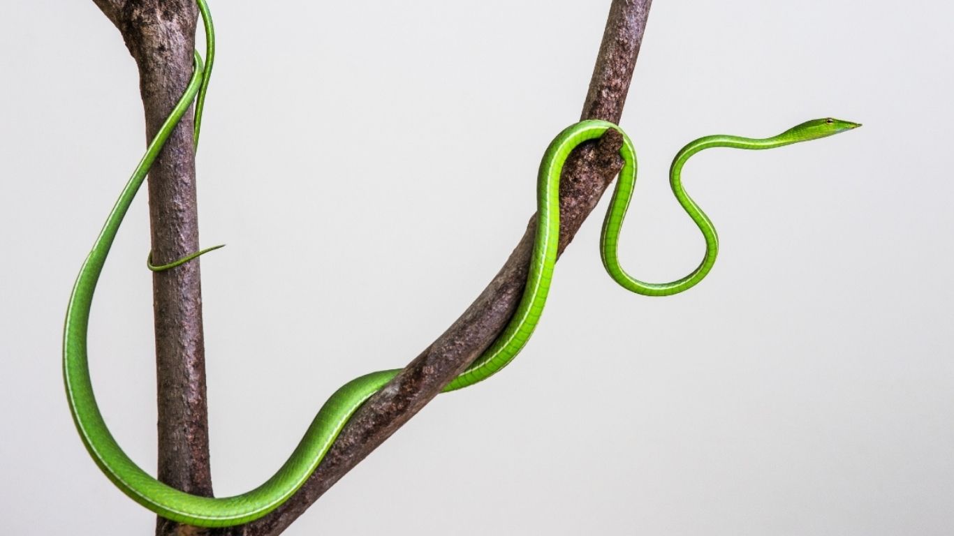 A cobra cipó se alimenta principalmente de pequenos répteis, anfíbios e aves.