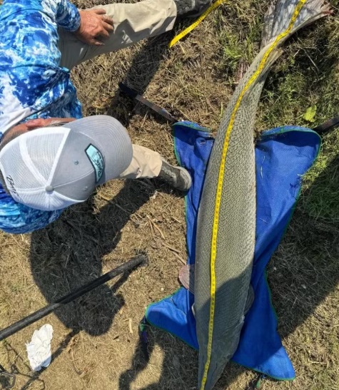 Peixe sendo medido antes de ser solto de volta ao lago