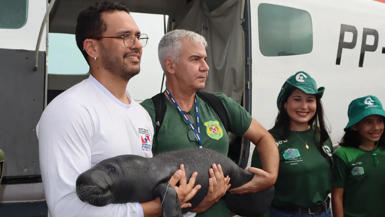 De acordo com a Semas, os filhotes têm entre 80 cm e 1,10 m de comprimento e pesam cerca de 21 kg.